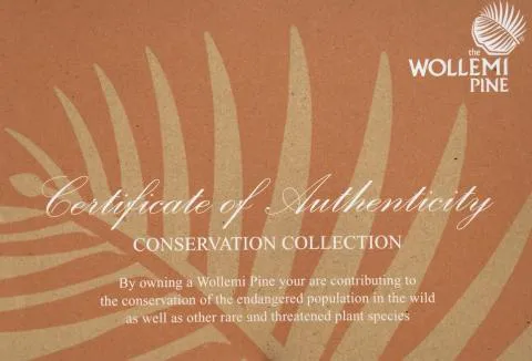 Wollemi Pine, “legno” da proteggere